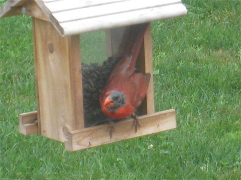  NORTHERN CARDINAL 